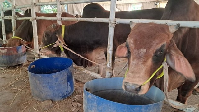 থাকবে সংকট, বাড়বে গরুর দাম