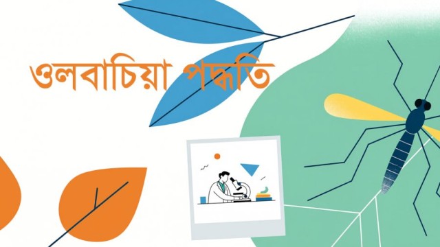 ডেঙ্গু নিয়ন্ত্রণে ওলবাচিয়া পদ্ধতি কী, কীভাবে কাজ করে