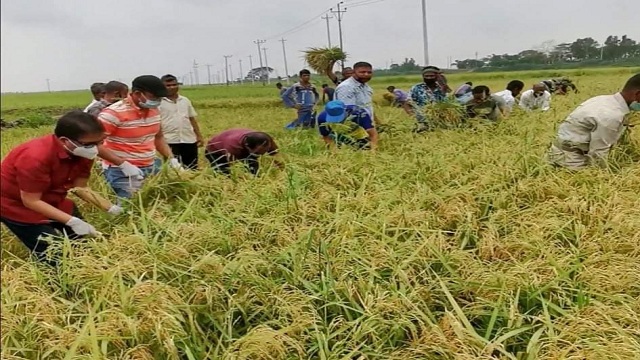 সুনামগঞ্জে কৃষকের ধান কাটছে যুবলীগ